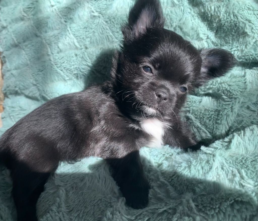 Des Hautes Rives Du Verdon - Chihuahua - Portée née le 28/12/2022