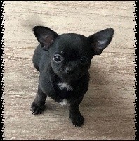 PEANUTS